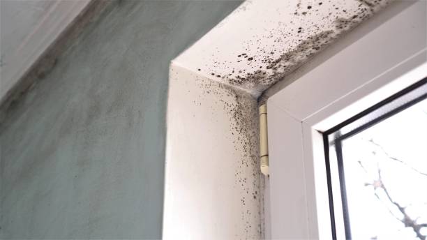 Best Mold Damage Repair  in Osceola, AR