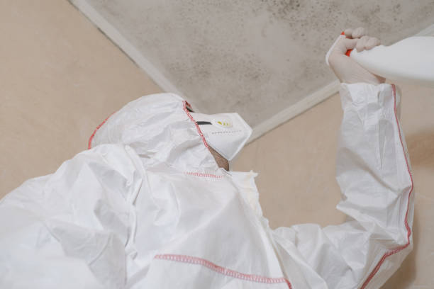 Home Mold Removal in Osceola, AR