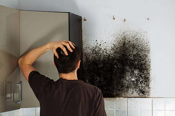Best Affordable Mold Removal  in Osceola, AR
