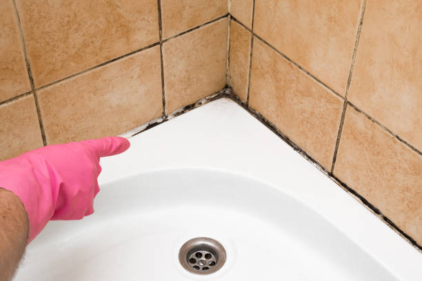 Best Certified Mold Removal  in Osceola, AR